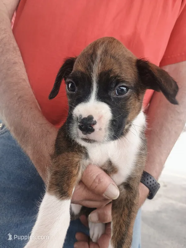 Nathaniel  – Boxer puppy for sale in Belton, MO