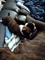 Miss McCuddles, a female Boxer for sale in Belton, MO – 8 of 8