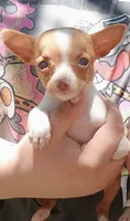 Twinkles, a female Chihuahua for sale in Belton, MO – 3 of 10