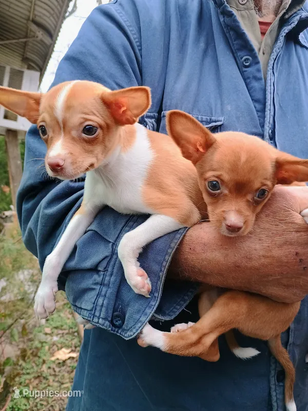Bubbles 🐕🐾 100% Good Girl – Chihuahua puppy for sale in Belton, MO