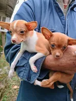 Bubbles 🐕🐾 100% Good Girl, a female Chihuahua for sale in Belton, MO – 1 of 5