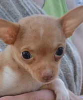 Sweet Pea Please call for pictures , a female Chihuahua for sale in Belton, MO – 3 of 5