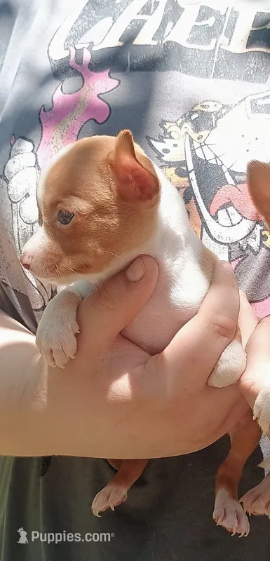 Twinkles – Chihuahua puppy for sale in Belton, MO