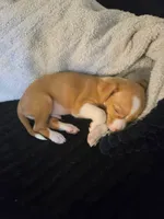 Olive 🐕🐾 100% Good Girl, a female Chihuahua for sale in Belton, MO – 5 of 7
