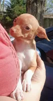 Petunia  100% Good Girl 🐕🐾, a female Chihuahua for sale in Belton, MO – 8 of 8