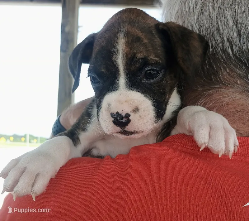 Roberta – Boxer puppy for sale in Belton, MO
