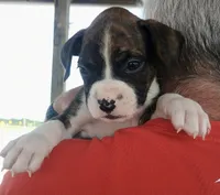 Roberta, a female Boxer for sale in Belton, MO – 1 of 3