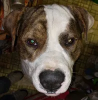 Kelce, a male American Pit Bull Terrier for sale in Belton, MO – 2 of 6