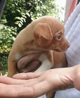 Napoleon 100% Good Boy 🐕🐾, a male Chihuahua for sale in Belton, MO – 5 of 9