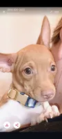 Benjie 100% Good Boy 🐕🐾, a male Chihuahua for sale in Belton, MO – 5 of 10