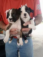 Miles, a male Boxer for sale in Belton, MO – 4 of 6