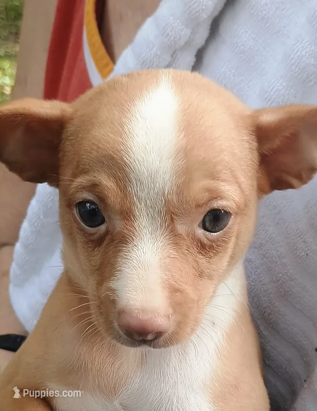 Bubbles 🐕🐾 – Chihuahua puppy for sale in Belton, MO