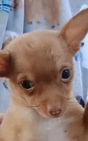 Olive 2 pounds 100% Good Girl, a female Chihuahua for sale in Belton, MO – 3 of 7