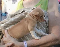 Olive, a female Chihuahua for sale in Belton, MO – 3 of 4