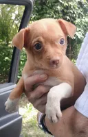 Sky, a male Chihuahua for sale in Belton, MO – 2 of 5