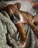 PRINCE 100% Good Boy 🐕🐾, a male Boxer for sale in Belton, MO – 8 of 10