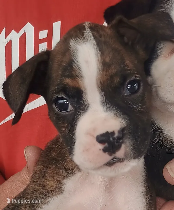 Miss McSnuggles – Boxer puppy for sale in Belton, MO
