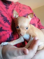 Benjie 100% Good Boy 🐕🐾, a male Chihuahua for sale in Belton, MO – 3 of 10