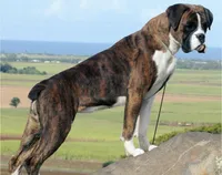 Jax , a male Boxer for sale in Belton, MO – 9 of 9