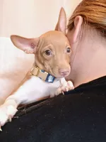 Bubbles 🐕🐾, a female Chihuahua for sale in Belton, MO – 4 of 7