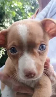 Sky, a male Chihuahua for sale in Belton, MO – 5 of 5