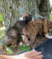 Jax , a male Boxer for sale in Belton, MO – 2 of 9