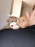 Benjie 100% Good Boy 🐕🐾, a male Chihuahua for sale in Belton, MO – 4 of 10
