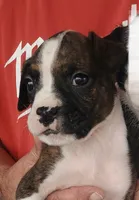 Brutus Flashy Brindle 🐕🐾, a male Boxer for sale in Belton, MO – 9 of 10