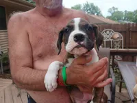 YOUNG PRINCE ATHENS, a male Boxer for sale in Belton, MO – 10 of 10