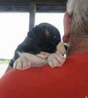 BRADY, a male Boxer for sale in Belton, MO – 3 of 10