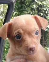 Napoleon , a male Chihuahua for sale in Belton, MO – 4 of 5