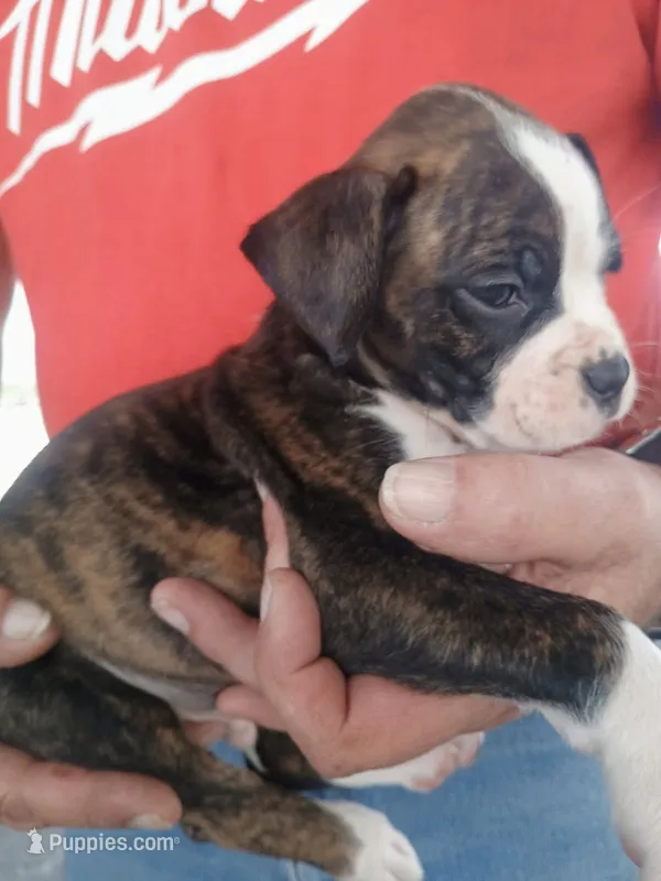 Miss McCuddles – Boxer puppy for sale in Belton, MO