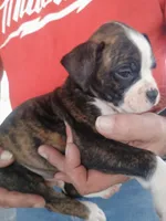 Miss McCuddles, a female Boxer for sale in Belton, MO – 1 of 8