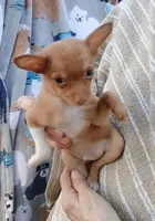 Olive 2 pounds 100% Good Girl, a female Chihuahua for sale in Belton, MO – 4 of 7