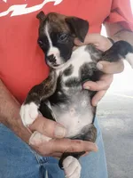 Kale, a male Boxer for sale in Belton, MO – 7 of 10