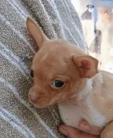 Little Caesar  2 pounds 100% Good Boy, a male Chihuahua for sale in Belton, MO – 5 of 6