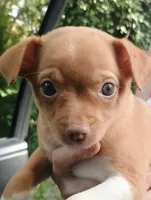 Boo Baby, a male Chihuahua for sale in Belton, MO – 5 of 7