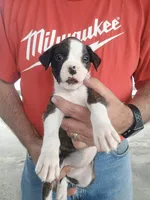 Miss McCuddles, a female Boxer for sale in Belton, MO – 3 of 8