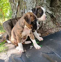 Jax , a male Boxer for sale in Belton, MO – 3 of 9