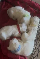 Red Boy AKC (m), a male West Highland White Terrier for sale in Punta Gorda, FL – 4 of 4