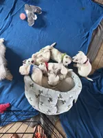 Blue Boy AKC  (m), a male West Highland White Terrier for sale in Punta Gorda, FL – 2 of 2