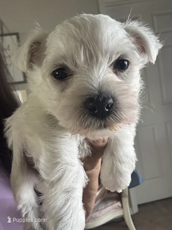 Brown Boy AKC (m) – West Highland White Terrier puppy for sale in Punta Gorda, FL