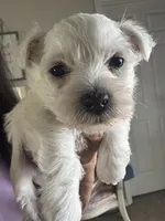 Brown Boy AKC (m), a male West Highland White Terrier for sale in Punta Gorda, FL – 1 of 3