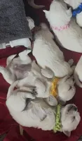 Yellow Girl AKC (f), a female West Highland White Terrier for sale in Punta Gorda, FL – 2 of 4