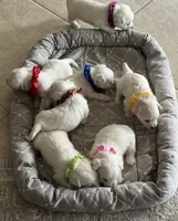 Red Boy AKC (m), a male West Highland White Terrier for sale in Punta Gorda, FL – 3 of 4
