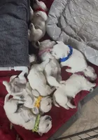 Yellow Girl AKC (f), a female West Highland White Terrier for sale in Punta Gorda, FL – 3 of 4