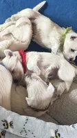 Red Boy AKC (m), a male West Highland White Terrier for sale in Punta Gorda, FL – 2 of 4