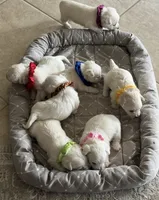 Brown Boy AKC (m), a male West Highland White Terrier for sale in Punta Gorda, FL – 2 of 3