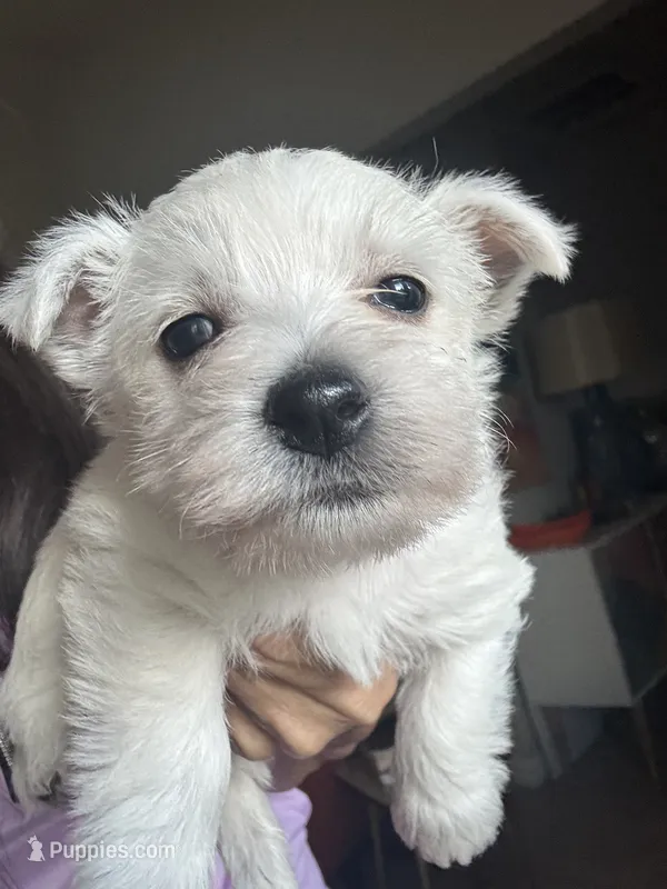 Red Boy AKC (m) – West Highland White Terrier puppy for sale in Punta Gorda, FL