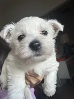 Red Boy AKC (m), a male West Highland White Terrier for sale in Punta Gorda, FL – 1 of 4